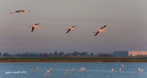 IMG_0953_1web                      